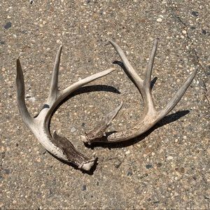 ANTLERS FOR THE GOLDEN 🥰